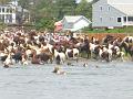 Chincoteague Pony Swim July 2007 064